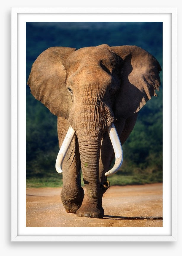 Elephant approaching