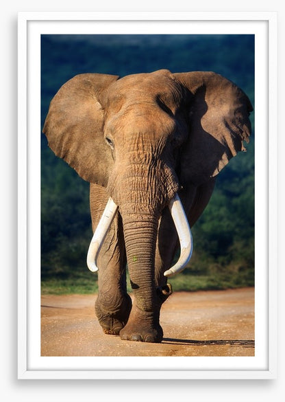 Elephant approaching