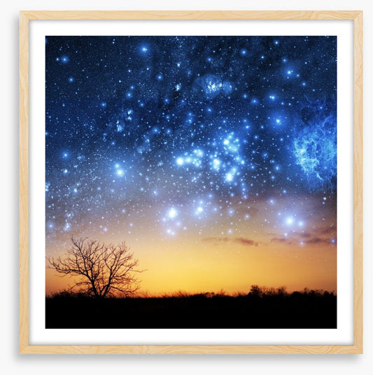 The night sky tree