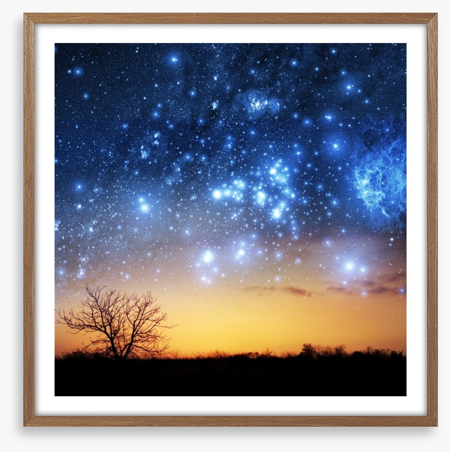 The night sky tree