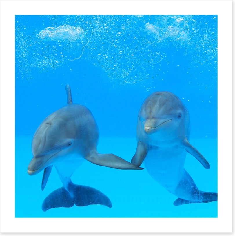 Flipper friends