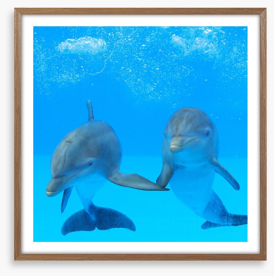 Flipper friends