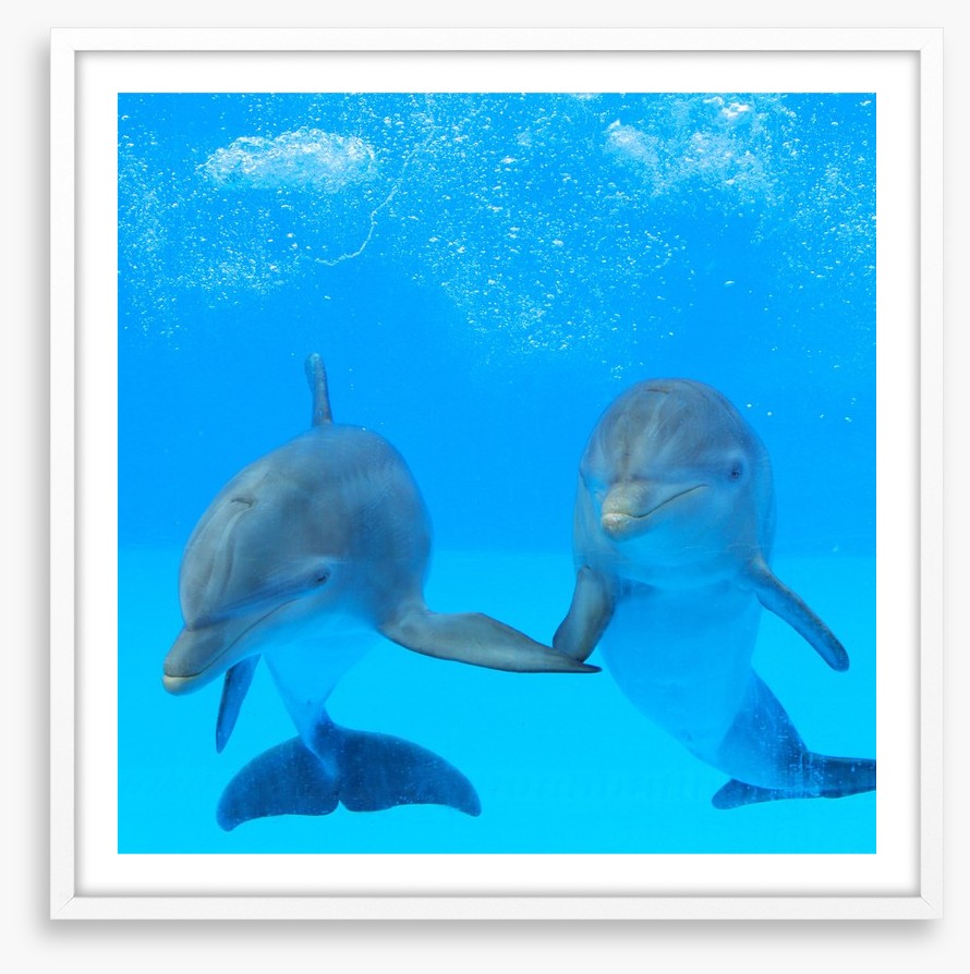 Flipper friends