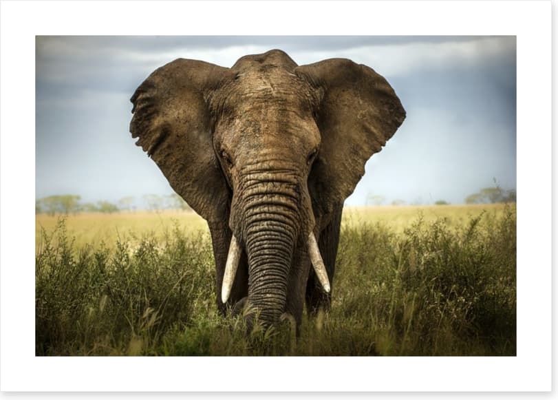 Elephant in the grass