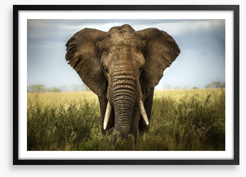 Elephant in the grass