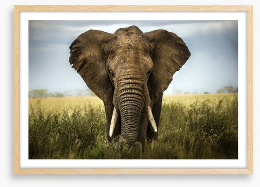 Elephant in the grass