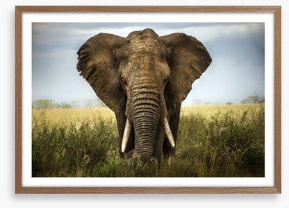 Elephant in the grass