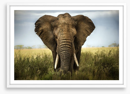 Elephant in the grass