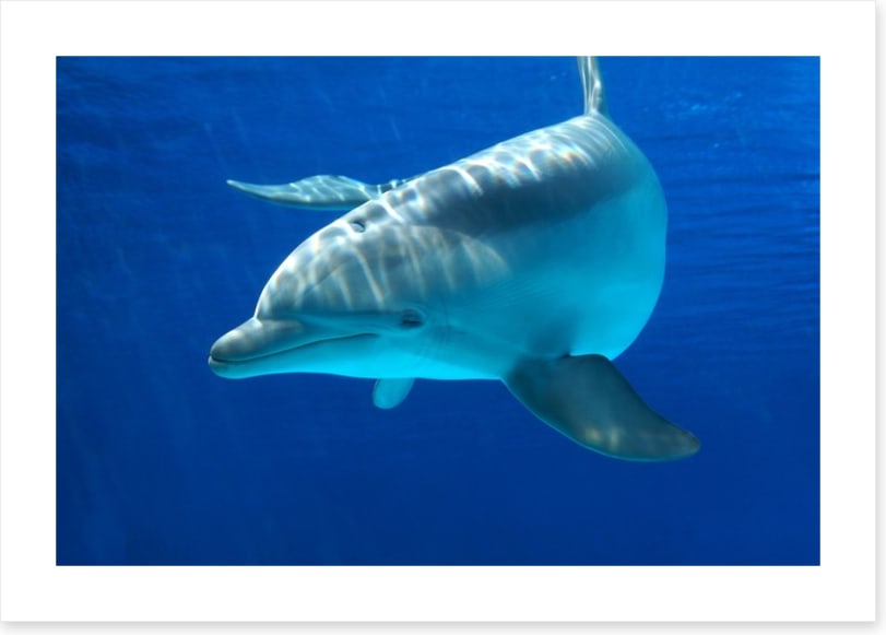 Dolphin delight