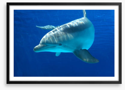 Dolphin delight