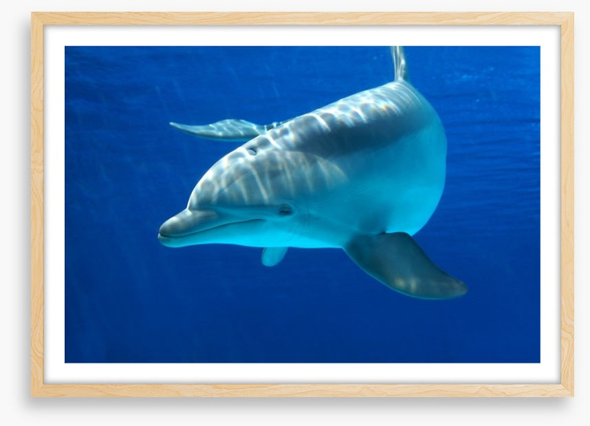 Dolphin delight
