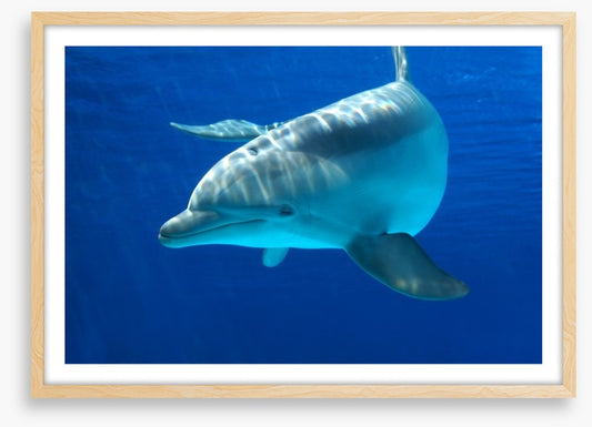 Dolphin delight