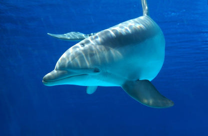 Dolphin delight