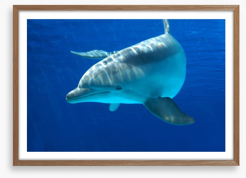Dolphin delight