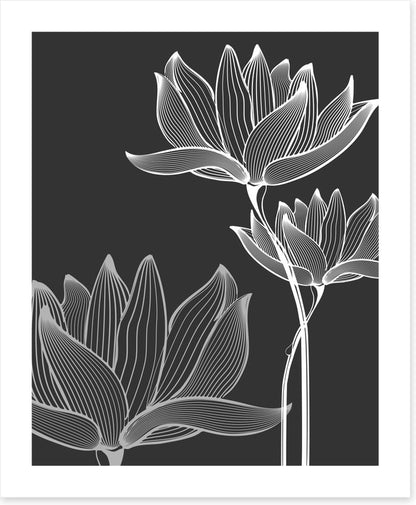 Lotus on black