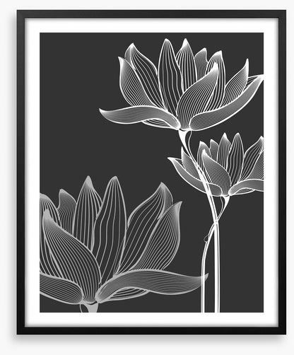 Lotus on black