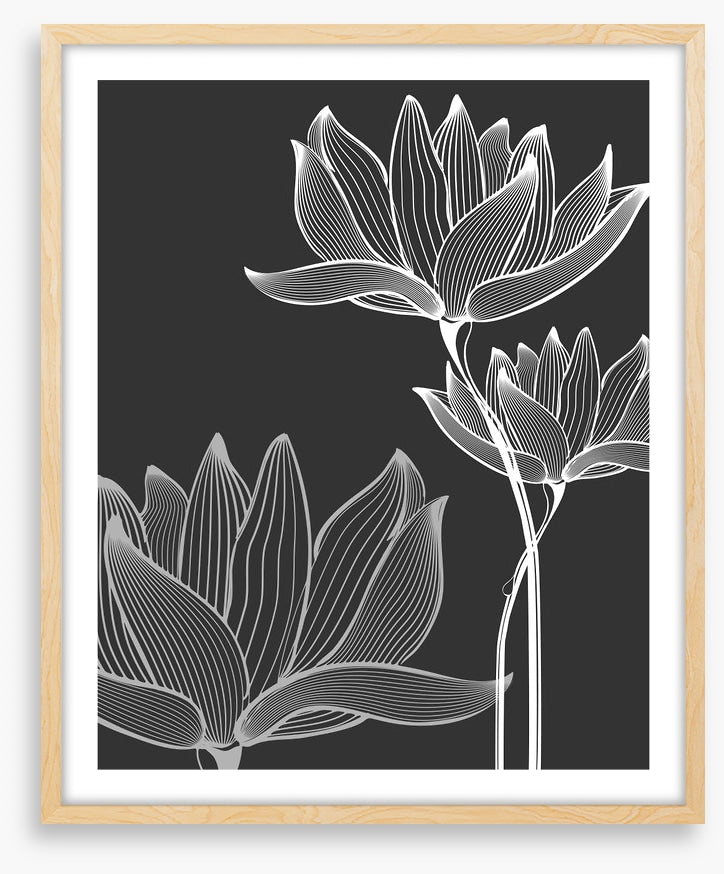 Lotus on black