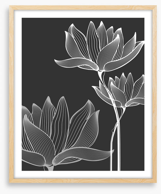 Lotus on black