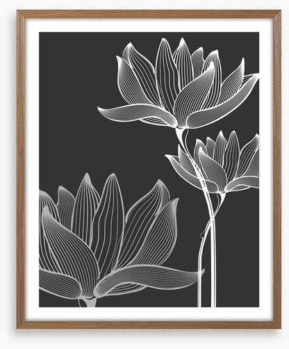 Lotus on black