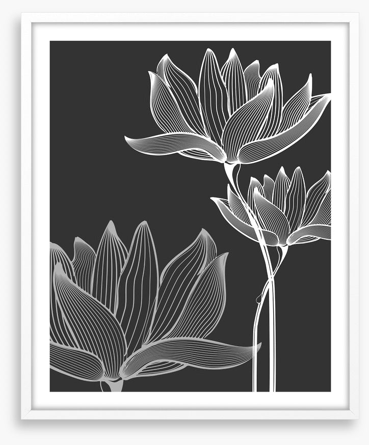 Lotus on black