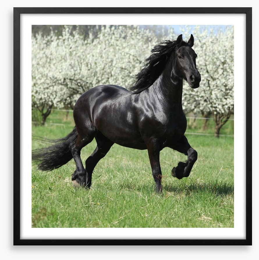Friesian mare in Spring