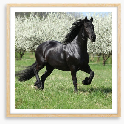 Friesian mare in Spring