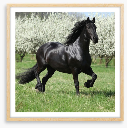 Friesian mare in Spring