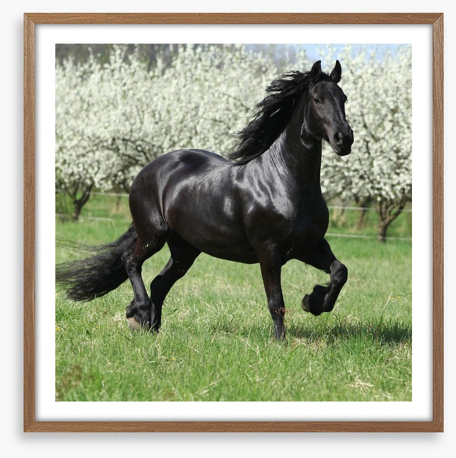 Friesian mare in Spring