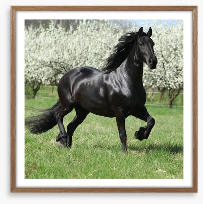 Friesian mare in Spring