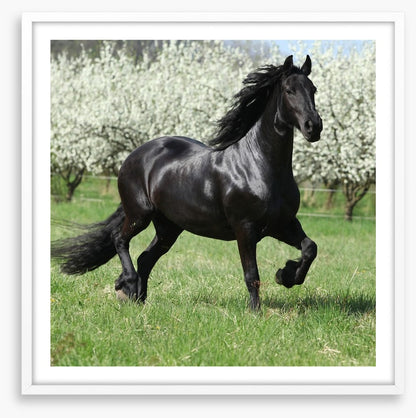 Friesian mare in Spring