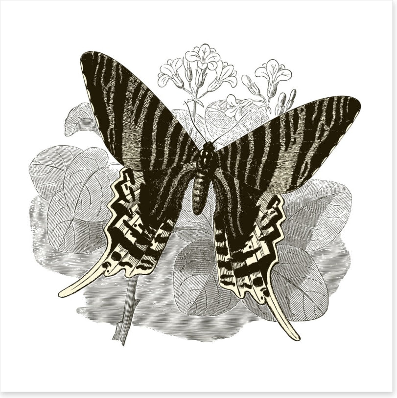 Butterfly stripes