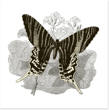 Butterfly stripes