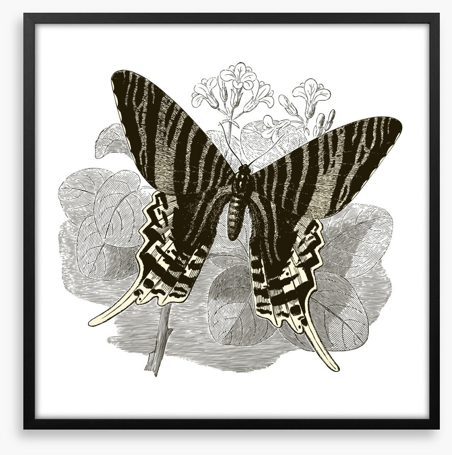 Butterfly stripes