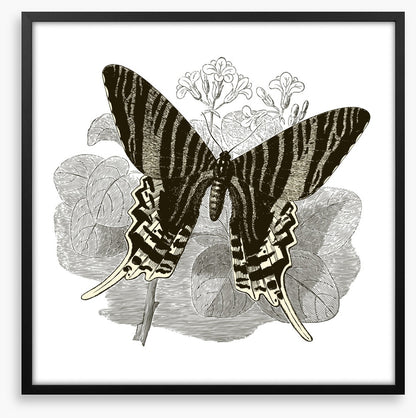 Butterfly stripes