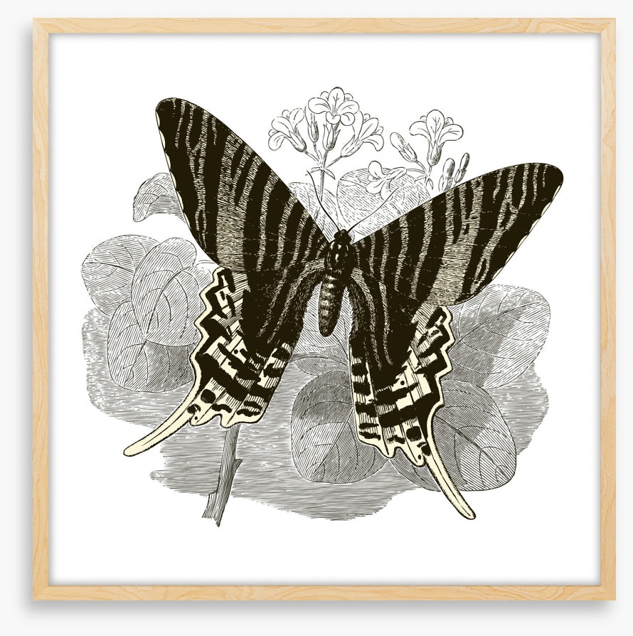 Butterfly stripes