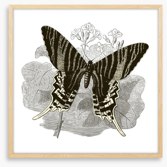 Butterfly stripes