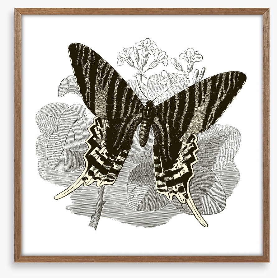 Butterfly stripes