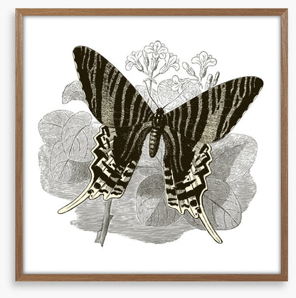 Butterfly stripes