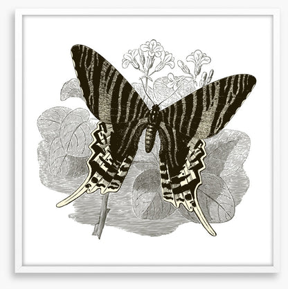 Butterfly stripes