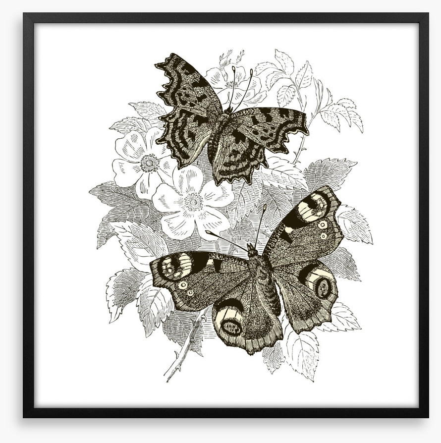 Butterfly spots