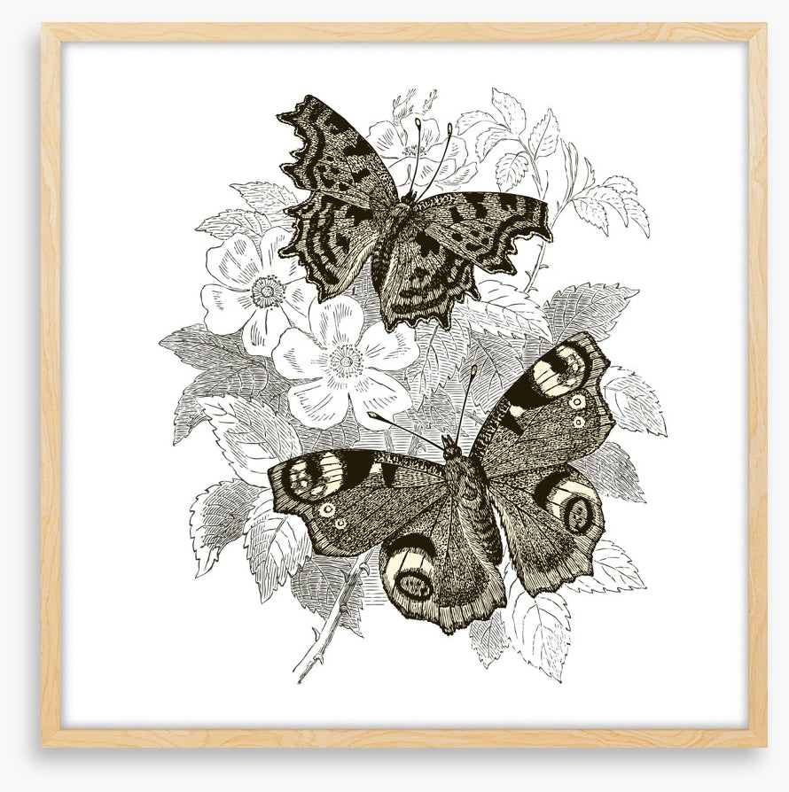 Butterfly spots