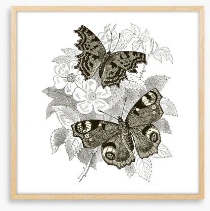 Butterfly spots