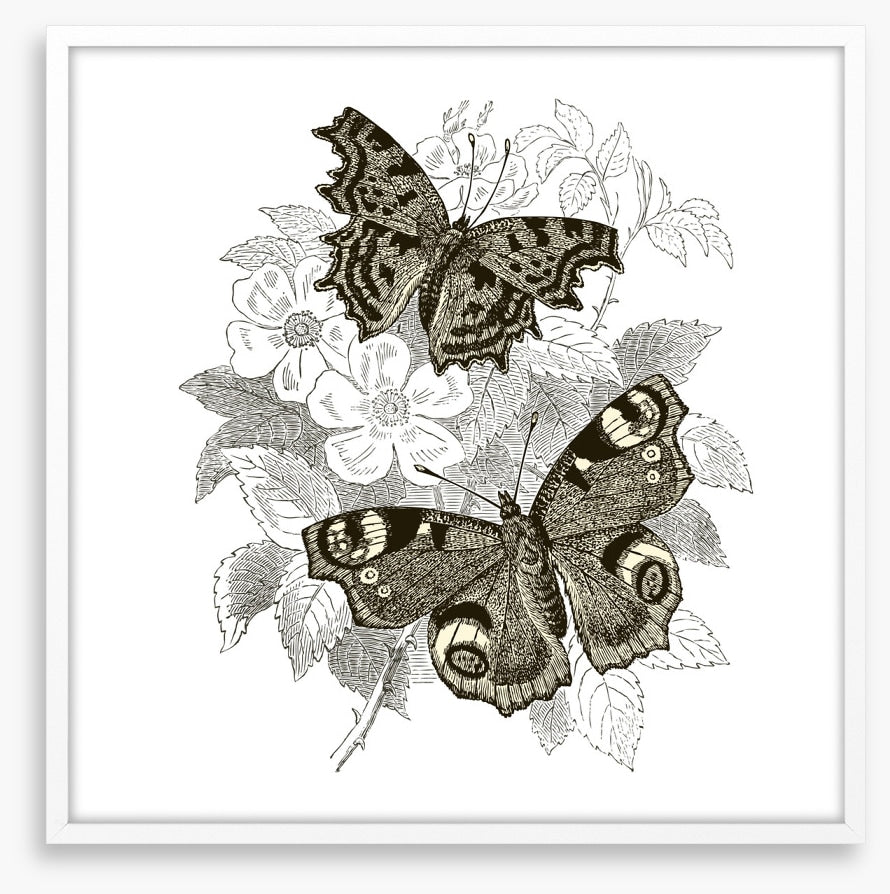 Butterfly spots