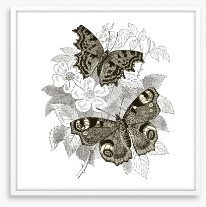 Butterfly spots