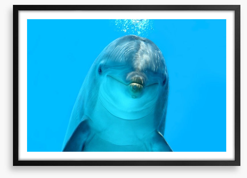 Bottlenose beauty