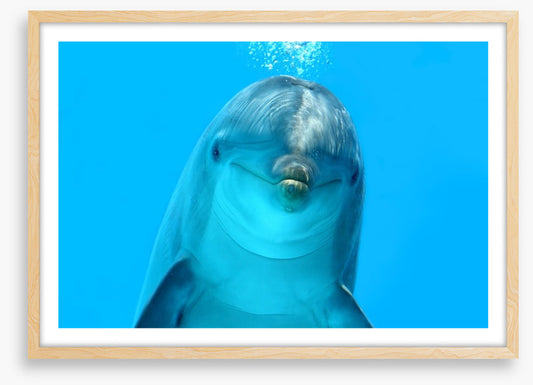 Bottlenose beauty