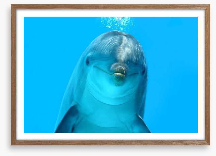 Bottlenose beauty