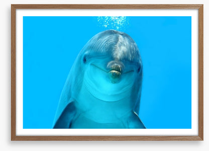 Bottlenose beauty