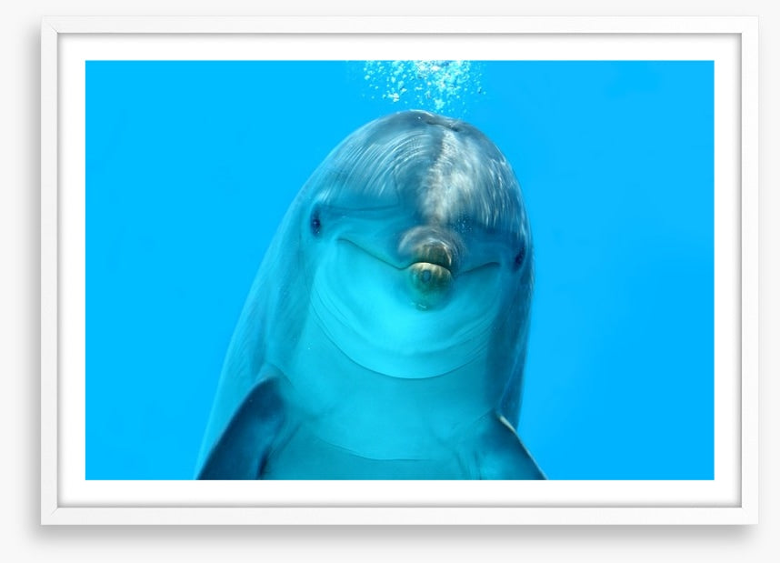 Bottlenose beauty