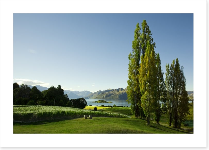 Vines to the lake